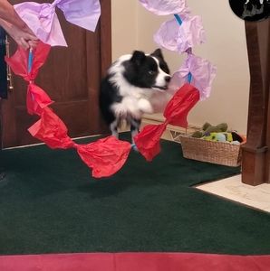 Meet your Posher, Terry